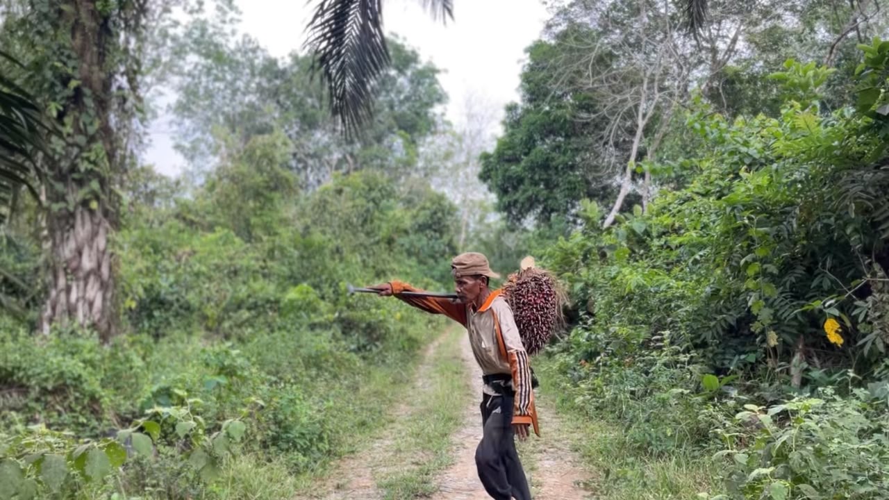 Pohon Sawit