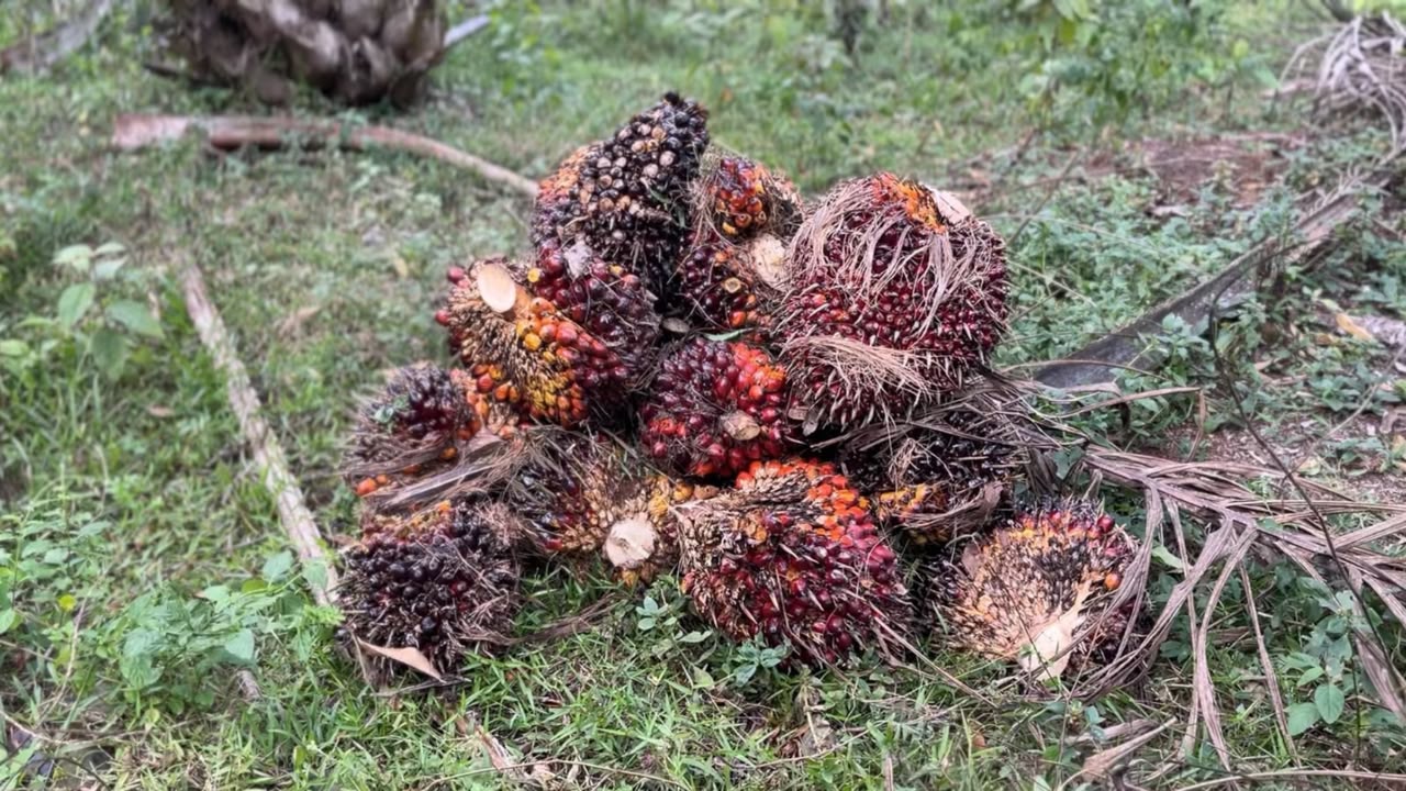Pohon Sawit