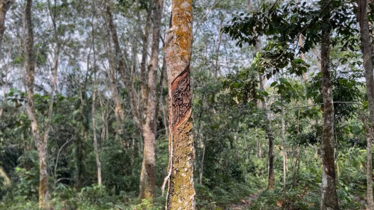 Pohon Karet