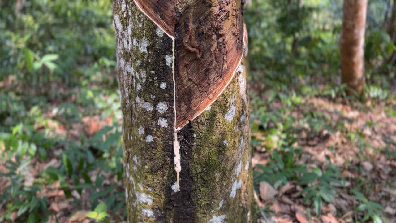 Pohon Karet